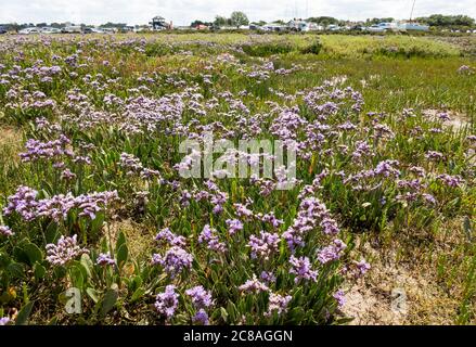 Morston Quay, Norfolk, Großbritannien. Im Blakeney National Nature Reserve am Morston Quay wächst reichlich Gemeiner Meereslavener, Limonium vulgare. Sea Lavender ist häufig auf den North Norfolk Salzwiesen zu finden. Quelle: Stephen Bell/Alamy. Stockfoto