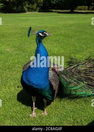 Bunte Pfau im Park. Stockfoto