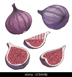 Abb. Obst Grafik Set Farbe isoliert Skizze Illustration Vektor Stock Vektor