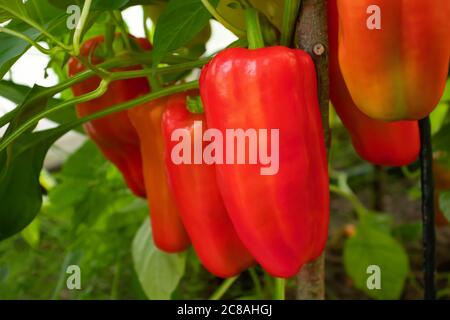 Mehrere rote Paprika reifen auf einem Busch in einem Gewächshaus, aus der Nähe Stockfoto