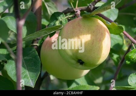Zwei reife Äpfel auf einem Baum in einem Sommergarten Nahaufnahme Stockfoto