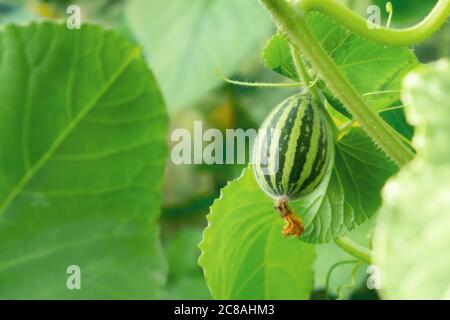 Kleine unreife Melonenfrucht an einem Sommertag in der Gewächshaus Stockfoto