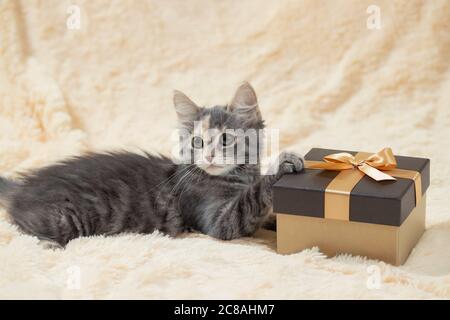 Niedliche flauschige graue Kätzchen liegt auf einer cremefarbenen Pelzdecke Neben einer goldenen Geschenkbox Stockfoto