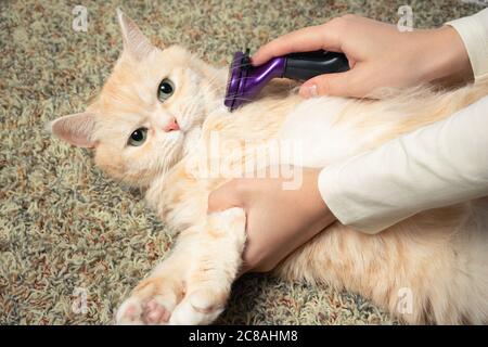 FURminator Kämmen eine niedliche cremige britische Katze. Haustierpflege, Pflegekonzept Stockfoto