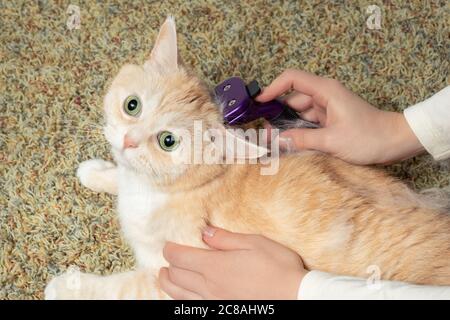 FURminator Kämmen eine niedliche cremige britische Katze. Haustierpflege, Pflegekonzept Stockfoto