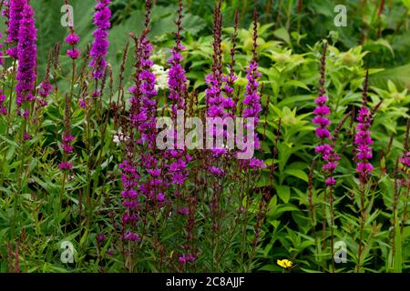 Lythrum Salicaria. Purpurner Loosestrife. Stockfoto