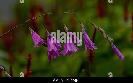 Dierama pulcherrimum. Angel's Fishing Rod Pflanze in voller Blüte. Stockfoto