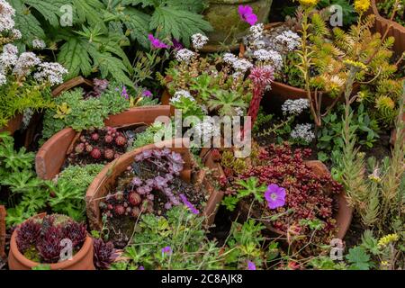 Gemischte saftige Pflanzen, die zwischen Tontöpfen in einem Gartenrand wachsen. Stockfoto