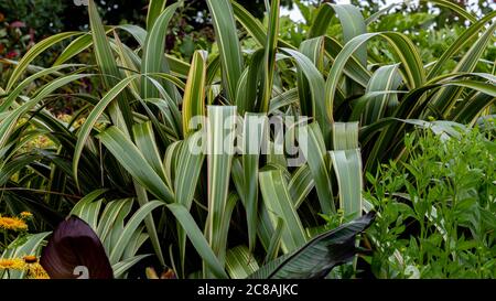 Phormium Tenax. Neuseeland Flachs. Stockfoto