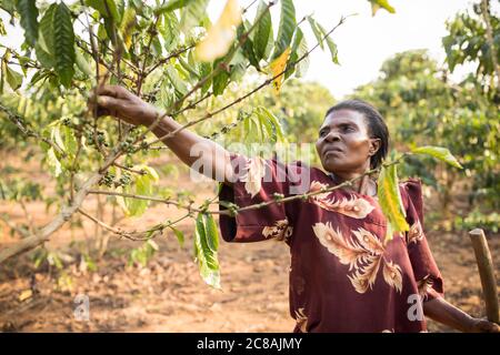 Eine kleinbäuerliche Kaffeefarmerin pflückt Kaffeekirschen auf ihrer Farm im Rakai District, Uganda, Ostafrika. Stockfoto