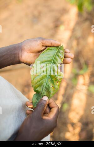 Der Village Enterprise Agent James Kabiito (35) hält ein Blatt, das von der Krankheit betroffen ist, im Masaka District, Uganda. Ein Teil seiner Arbeit als VEA ist To Stockfoto