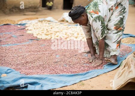 Eine afrikanische Kleinbäuerin weint und trocknet ihre Mais- und Bohnenernte in der Sonne vor ihrem Haus im Kyotera District, Uganda, Ostafrika. Stockfoto