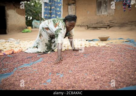 Eine afrikanische Kleinbäuerin weint und trocknet ihre Mais- und Bohnenernte in der Sonne vor ihrem Haus im Kyotera District, Uganda, Ostafrika. Stockfoto