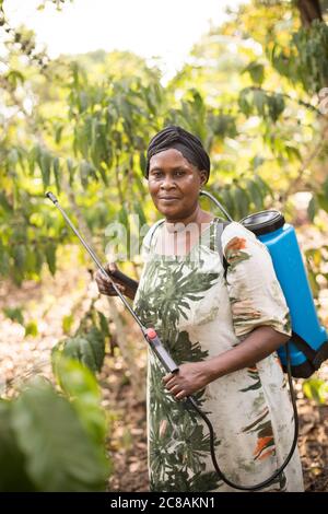 Eine afrikanische Kleinbäuerin sprüht auf ihrer Farm im Kyotera District, Uganda, Ostafrika, ihre Kaffeeernte mit Flüssigpestizid. Stockfoto