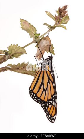 Monarch Schmetterling aus chrysalis Stockfoto