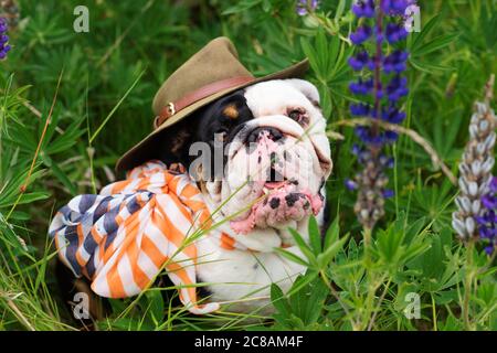 Schwarz-weiße englische Bulldog trägt einen Schal und Hut für einen Spaziergang im Gras sitzen Stockfoto