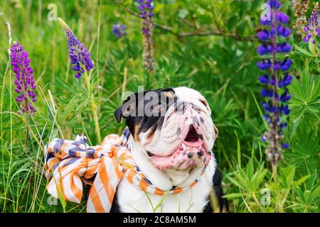 Schwarz-weiß englischer Bulldog trägt einen Schal für einen Spaziergang im Gras sitzen Stockfoto