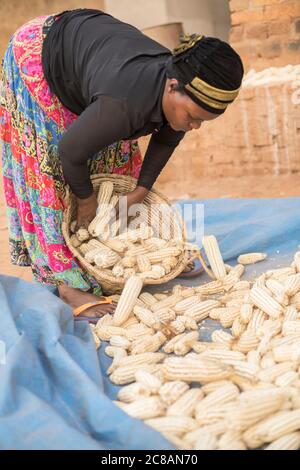 Eine Afrikanerin füllt im Bukomansimbi District, Uganda, Ostafrika, einen Korb mit ihrer Maisernte. Stockfoto