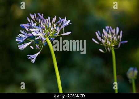 Agapanthus Blume. Purpurne Agapanthus Blume. Gartenblume blüht im Frühling Stockfoto