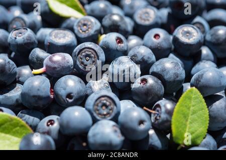Frische Blaubeere mit Blättern aus dem Wald, eine Nahaufnahme. Vaccinium myrtillus. Stockfoto