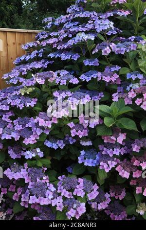 Hortensia macrophylla 'Blue Wave', Hortensia 'Ariesii Perfecta' Stockfoto