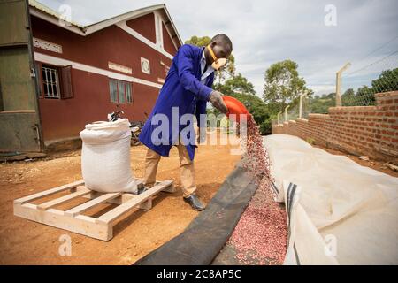 Ein Techniker trocknet Bohnen in einem Solartrockner, bevor sie in einer Bohnenfarmergenossenschaft im Masaka District, Uganda, Ostafrika, auf den Markt gebracht werden. Stockfoto