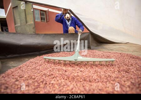 Ein Techniker trocknet Bohnen in einem Solartrockner, bevor sie in einer Bohnenfarmergenossenschaft im Masaka District, Uganda, Ostafrika, auf den Markt gebracht werden. Stockfoto