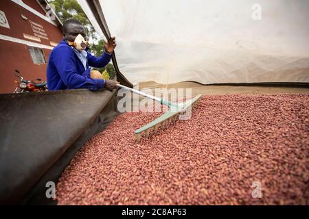 Ein Techniker trocknet Bohnen in einem Solartrockner, bevor sie in einer Bohnenfarmergenossenschaft im Masaka District, Uganda, Ostafrika, auf den Markt gebracht werden. Stockfoto