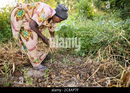 Eine Kleinbäuerin sammelt Bohnenschoten von ihrer Farm im ländlichen Lyantonde District, Uganda, Ostafrika. Stockfoto