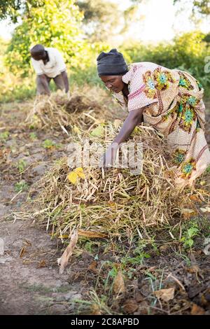 Eine Kleinbäuerin sammelt Bohnenschoten von ihrer Farm im ländlichen Lyantonde District, Uganda, Ostafrika. Stockfoto