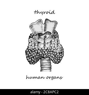 Schilddrüsenstruktur und Teile. Handgezeichnetes Symbol isoliert auf weißem Hintergrund menschliche innere Organe Gravur Skizze Stil Design für medizinische Projekt Stock Vektor