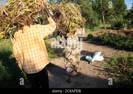 Fleißig arbeitende Bauern tragen Bündel frisch geernteter Bohnenschoten auf ihrem Kopf im ländlichen Lyantonde District, Uganda, Ostafrika. Stockfoto