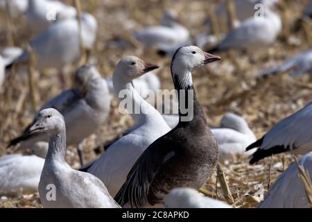 Blue Morph adult Snow Gans ist ein deutlich anderer Anblick in Flock Bernardo Wasservowl Refuge in New Mexico. Stockfoto