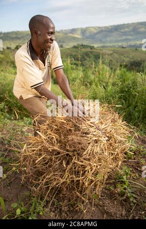 Ein Kleinbauern steht mit seiner frisch geernteten Bohnenernte inmitten der wunderschönen Hanglage des Lyantonde District, Uganda, Ostafrika. Stockfoto