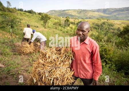 Ein Kleinbauern steht mit seiner frisch geernteten Bohnenernte inmitten der wunderschönen Hanglage des Lyantonde District, Uganda, Ostafrika. Stockfoto