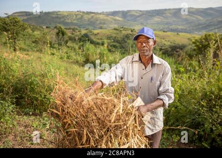 Ein Kleinbauern steht mit seiner frisch geernteten Bohnenernte inmitten der wunderschönen Hanglage des Lyantonde District, Uganda, Ostafrika. Stockfoto