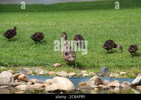 Mutter-Ente beobachtet fünf ihrer Entchen, während sie auf dem Gras spazieren und Insekten fressen Stockfoto