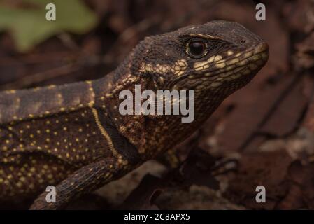 Die Rose wrorltail iguana (Stenocercus roseiventris) eine Art von Eidechse im Amazonas-Regenwald von Südamerika gefunden. Stockfoto