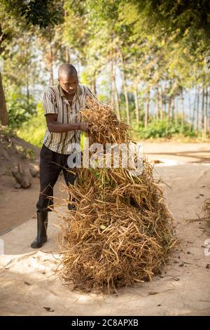 Die Bauern verteilen ihre frisch geernteten Bohnenkulturen auf einer Plane, um sie in der Sonne zu trocknen, bevor sie in Uganda, Afrika, droschen und gewinnen. Stockfoto