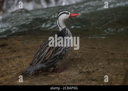 Eine männliche Torrent Ente (Merganetta armata) steht neben dem schnell fließenden Wasser eines Bergbaches in der Manu-Region von Peru. Stockfoto