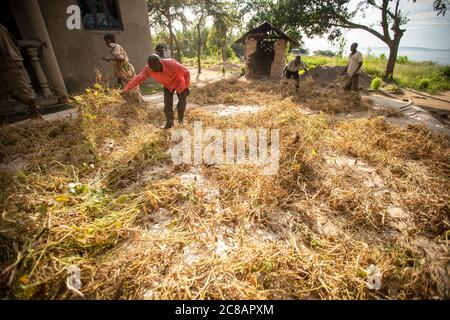 Die Bauern verteilen ihre frisch geernteten Bohnenkulturen auf einer Plane, um sie in der Sonne zu trocknen, bevor sie in Uganda, Afrika, droschen und gewinnen. Stockfoto