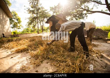 Die Bauern verteilen ihre frisch geernteten Bohnenkulturen auf einer Plane, um sie in der Sonne zu trocknen, bevor sie in Uganda, Afrika, droschen und gewinnen. Stockfoto