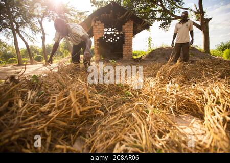 Die Bauern verteilen ihre frisch geernteten Bohnenkulturen auf einer Plane, um sie in der Sonne zu trocknen, bevor sie in Uganda, Afrika, droschen und gewinnen. Stockfoto