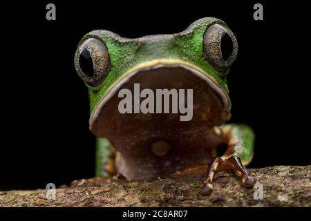 Der weiß ausgekleidete Laubfrosch (Phyllomedusa vaillantii) ist ein charismatischer Frosch des Amazonas-Dschungels. Stockfoto