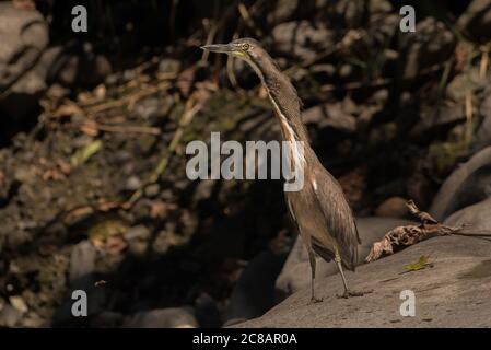 Fasciated Tiger-Heron (Tigrisoma fasciatum) aus Peru Stockfoto