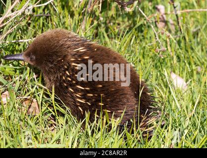 Eigentümliche und liebenswerte Beuteleichidna in den wilden Waddeln im grünen Gras von Bruny Island in Tasmanien Stockfoto