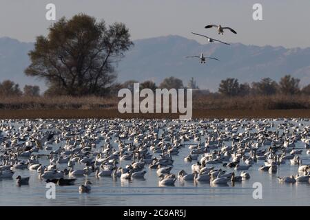 Im Sacramento National Wildlife Refuge überwintern zahlreiche Schneegänse In Kalifornien Stockfoto