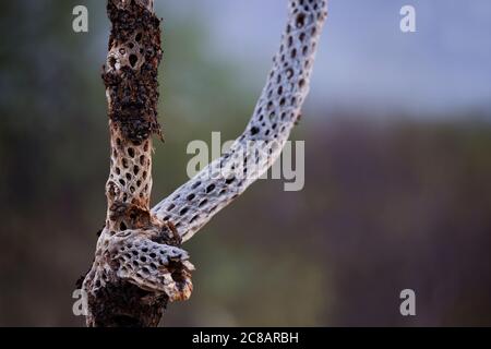 Kreative tanzende Geistform gesehen skurrile Nahaufnahme von Cholla Kaktus Skelettform im Saguaro National Park, East Division, in Tucson, Arizona. Stockfoto