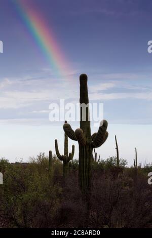 Die Morgendämmerung bricht mit einem frühen Morgenregenbogen im Saguaro National Park, East Division, in Tucson, Arizona. Datum ist der 22. Juli 2020, während Coronavirus pand Stockfoto