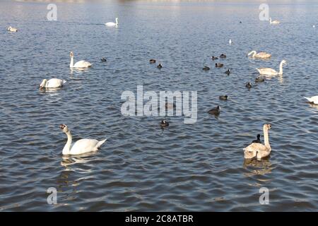 Schwäne und Blässhühner Stockfoto